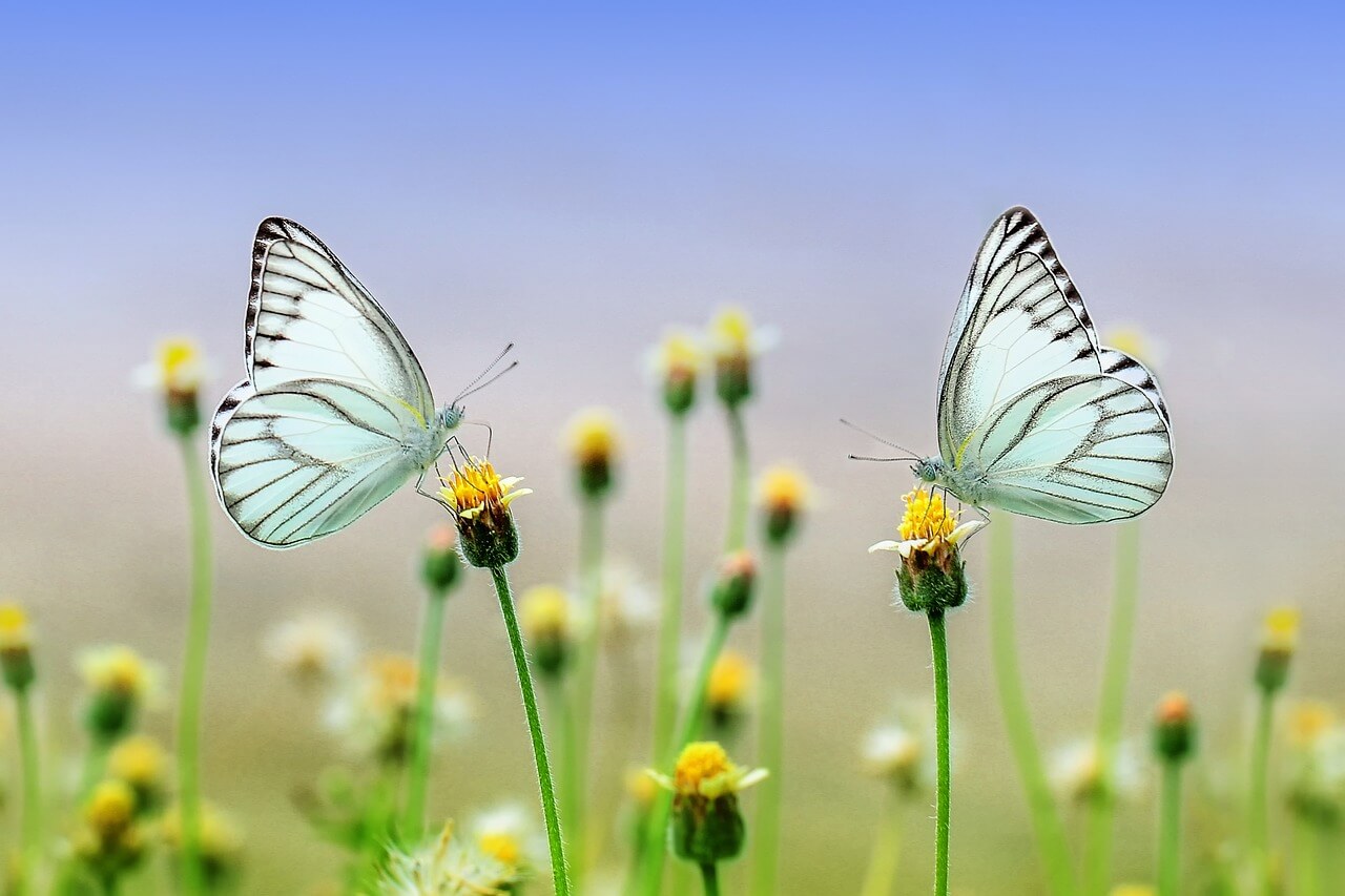 two butterflies sitting on flowers